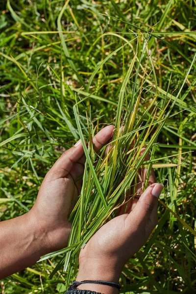 Loving the smell of freshly cut grass. an unidentifiable person holding a handful of freshly cut grass