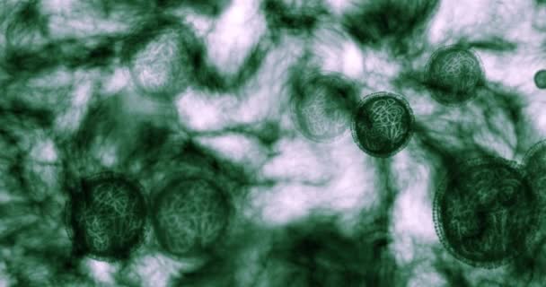 Virus Bacteria Microscope Science Molecules Dna Particles Research Study Healthcare — Vídeo de Stock