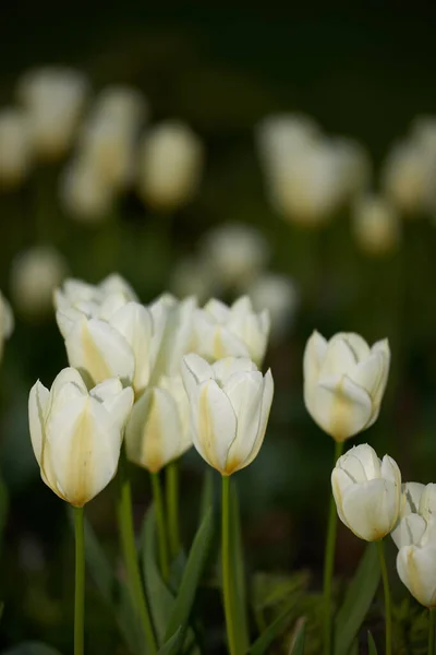 White tulips in my garden. Beautiful white tulips in my garden in early springtime