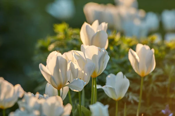 White tulips in my garden. Beautiful white tulips in my garden in early springtime