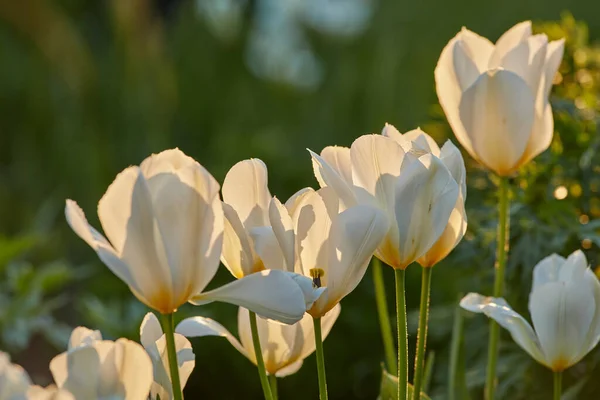 White tulips in my garden. Beautiful white tulips in my garden in early springtime