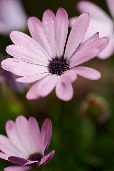Osteospermum Flowers - Pink Daysi.