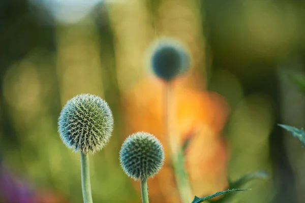 Beautiful budding flowers. garden flowers growing outside