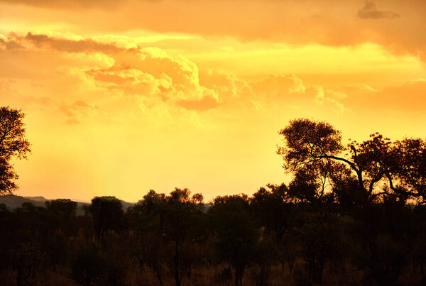 The beauty of Mother Nature. the African bush at sunset