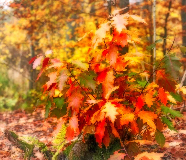 Colors Autumn Marselisborg Forests Marselisborg Forests Simply Marselisborg Forest 300 — Foto de Stock