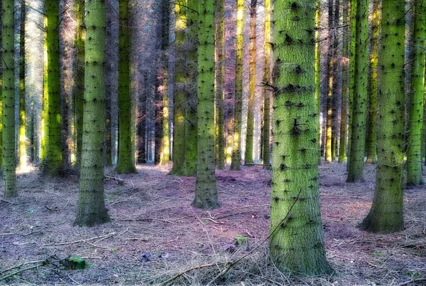 Colors Autumn Image Pine Forest Sunrise — Zdjęcie stockowe