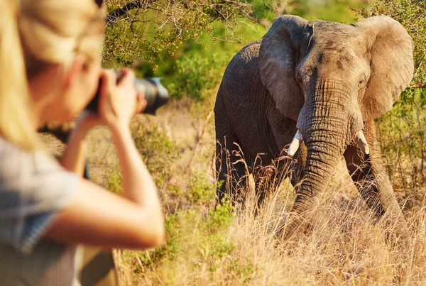 Posing Proudly Photo Female Tourist Taking Photographs Elephants While Safari — 스톡 사진