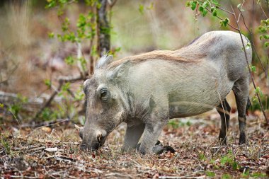 Not your average pig. a warthog in its natural habitat, South Africa clipart