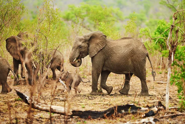 Herd Family Herd Elephants Natural Habitat — Foto de Stock