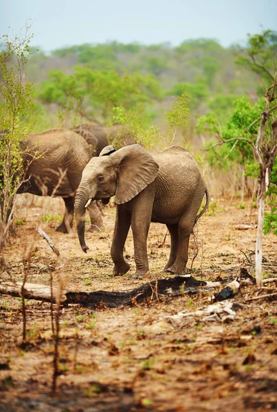 Hell Grow Big Strong Herd Elephants Natural Habitat — Foto de Stock