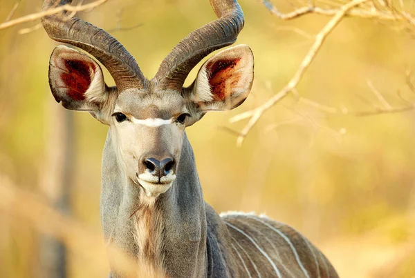 Easily identifiable by his majestic horns. a male kudu on the plains of Africa