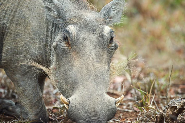 Hes Camera Hog Warthog Its Natural Habitat South Africa —  Fotos de Stock