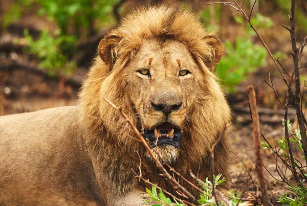 Its Good King Lion Plains Africa — Stok fotoğraf