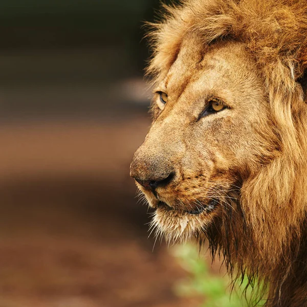 Its All Pride Lion Plains Africa — Stok fotoğraf