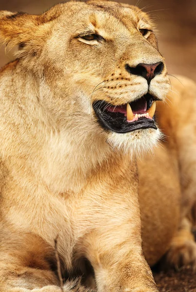 Lookout Her Next Meal Lioness Plains Africa — Φωτογραφία Αρχείου
