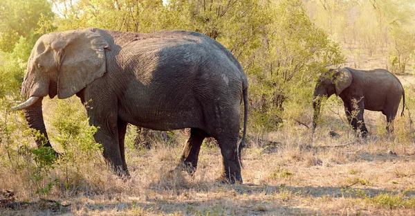 Sticking Close His Mother Full Length Shot Two Elephants Wild — 스톡 사진