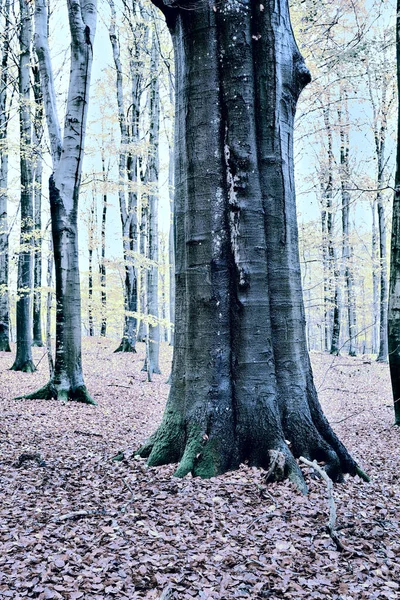 Tree Token Type Tree Universal Plant All Types Forms — Stockfoto