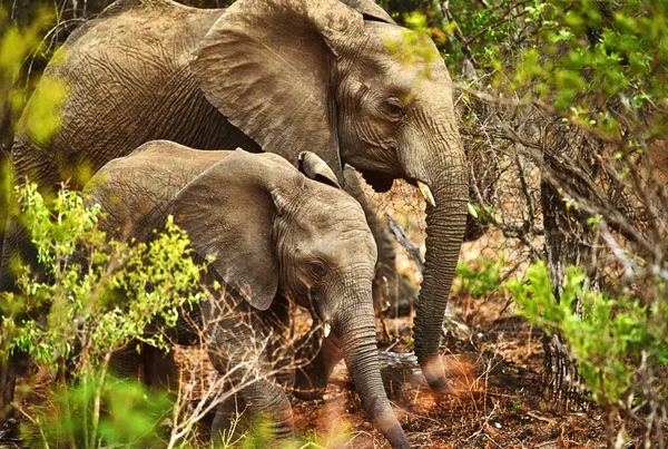 Shes Never Far Her Calf Mother Elephant Her Young Calf — Stockfoto