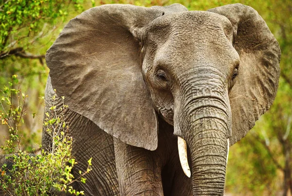 Roaming Free Elephant Its Natural Habitat — 스톡 사진