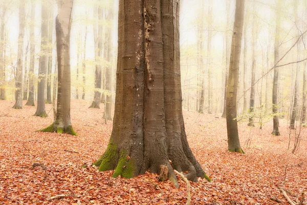 Fog Forest Beautiful Autumn Beautiful Colors Autumn Autumn Forest — Stockfoto