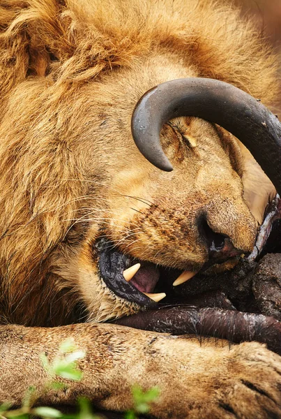 King Always East First Lion Eating His Prey Plains Africa — Stok fotoğraf