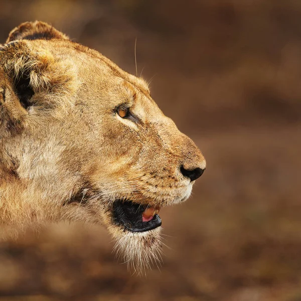 Let Hunt Begin Lioness Plains Africa — Stok fotoğraf