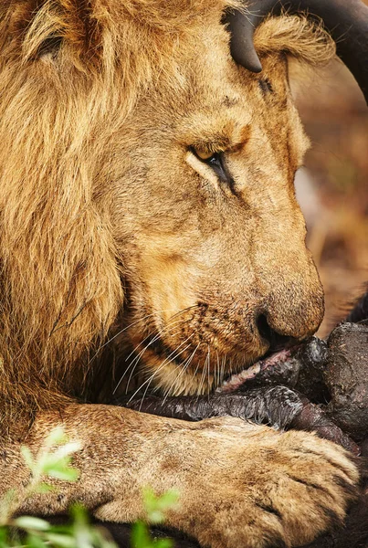 Reaping Rewards Successful Hunt Lion Eating His Prey Plains Africa — Fotografia de Stock