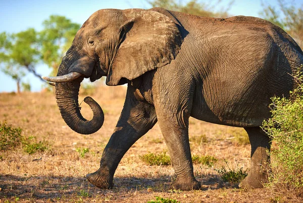 Thunderous Footsteps Elephant Its Natural Habitat — 스톡 사진