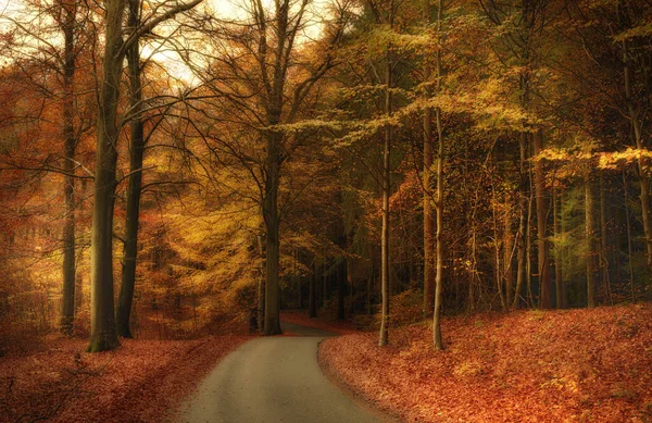 Χρώματα Του Φθινοπώρου Marselisborg Δάση Marselisborg Δάση Απλά Marselisborg Δάσος — Φωτογραφία Αρχείου