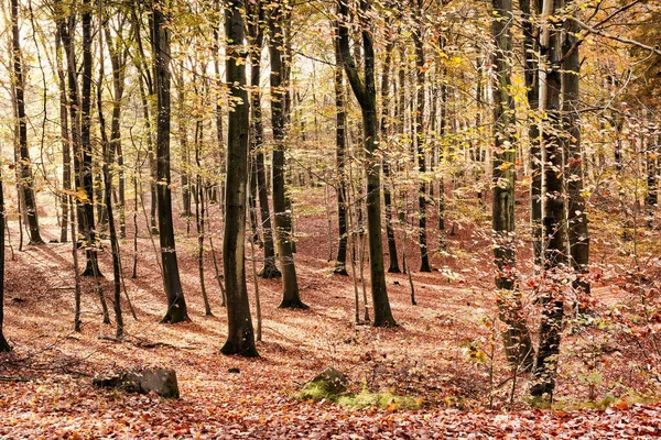 Colors Autumn Marselisborg Forests Marselisborg Forests Simply Marselisborg Forest 300 — Stockfoto