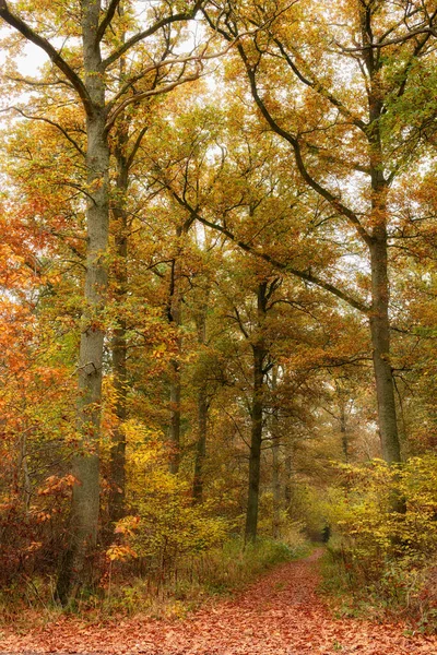 Forest Dressed Colors Autumn Forest Colors Autumn — Foto de Stock