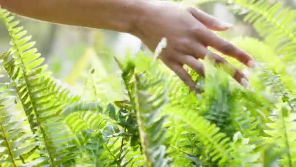 Natur Händer Och Berörande Ormbunksväxt Medan Utomhus Landskapspromenad Grön Skogsmiljö — Stockvideo