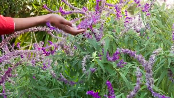 禅と穏やかなアロマセラピー植物医学の風景のための手 ラベンダーの花や自然庭園 ストレス 平和的な心のためのハーブの香りと美しく持続可能なブッシュ — ストック動画