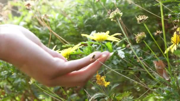Gele Madeliefje Bloem Plant Hand Vrouw Voor Outdoor Voorjaarsseizoen Tuinieren — Stockvideo