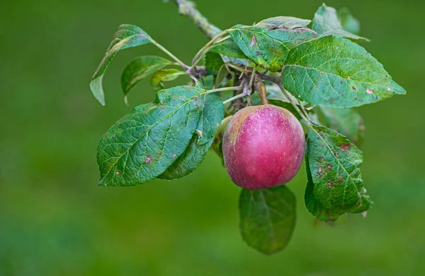 新鲜苹果 天然环境下的新鲜苹果 白色背景 — 图库照片