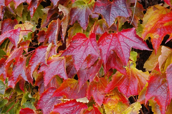 秋の美しさ 秋の紅葉の森と風景 — ストック写真