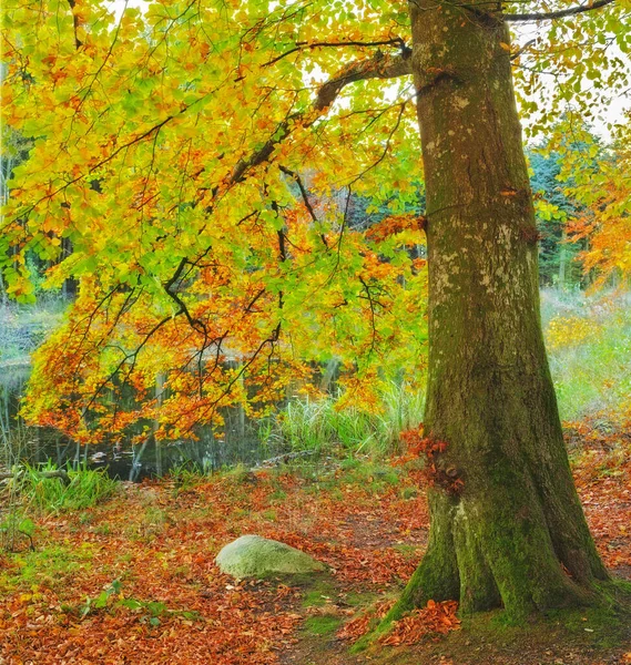 Краса Осені Ліс Пейзаж Кольорах Осені — стокове фото
