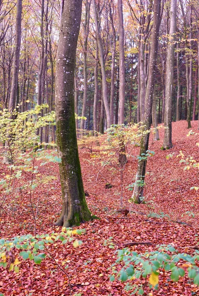 Höstens Skönhet Skog Och Landskap Höstens Färger — Stockfoto
