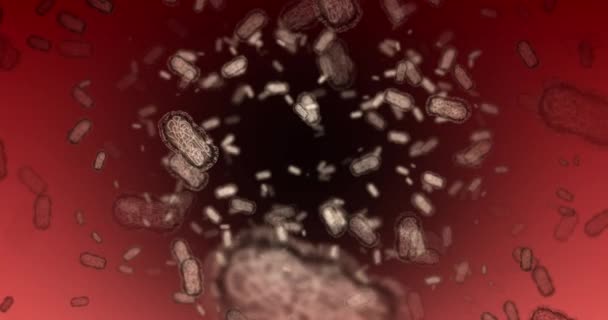 Baktériumok Baktériumok Mikroszkóp Vírus Zoom Keresése Gyógymód Vakcina Vagy Kutatási — Stock videók
