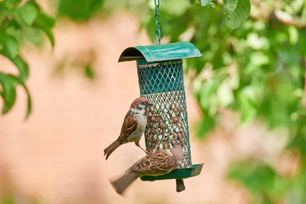 Sperling Spatzen Sind Eine Familie Kleiner Passantenvögel Passeridae Sie Sind — Stockfoto