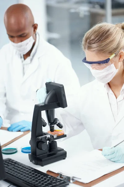 Nouvelles Découvertes Magnifique Scientifique Féminine Regardant Microscope Une Boîte Pétri — Photo