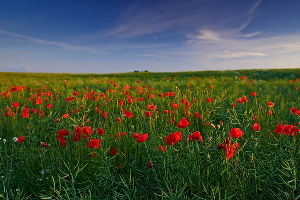 Poppies in the countryside -Denmark. Bursts of brilliant red poppies in the countryside - Jutland, DenmarkScenic shot of the countryside