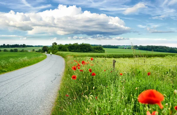 Poppies in the countryside -Denmark. Bursts of brilliant red poppies in the countryside - Jutland, Denmark