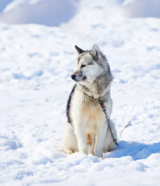 Chiens Traîneau Dans Ville Ilulissat Groenland Chien Traîneau 7000 Chiens — Photo