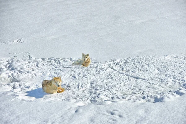 Σκυλιά Έλκηθρο Στην Πόλη Ilulissat Γροιλανδία Σκυλί Ελκήθρου 7000 Σκυλιά — Φωτογραφία Αρχείου