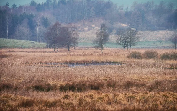 Danish wetland - Rebild National Park. Morning nature - marsh land. A wet muddy ground too soft to support a heavy body. Rebild National Park, Jutland, Denmark