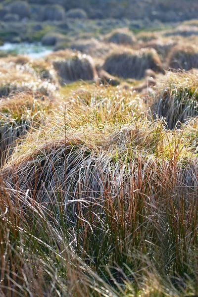 Danish wetland - Rebild National Park. Morning nature - marsh land. A wet muddy ground too soft to support a heavy body. Rebild National Park, Jutland, Denmark