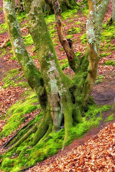 The forest of trolls - Rebild, Denmark. The enchanted forest in Rebild National Park, Jutland, Denmark