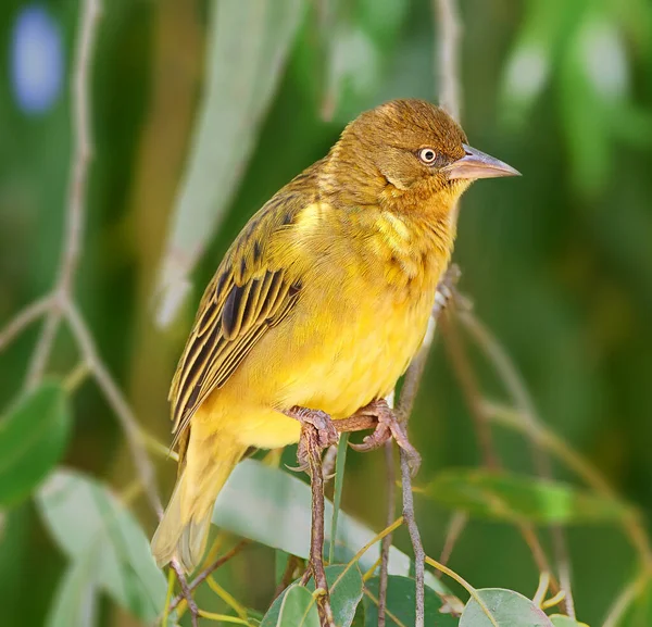 Kuşlar Için Bir Kuşun Doğal Ortamında Tam Boy Görüntüsü — Stok fotoğraf