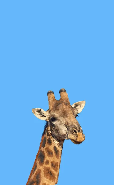 Linda Girafa Retrato Uma Bela Girafa África Sul — Fotografia de Stock
